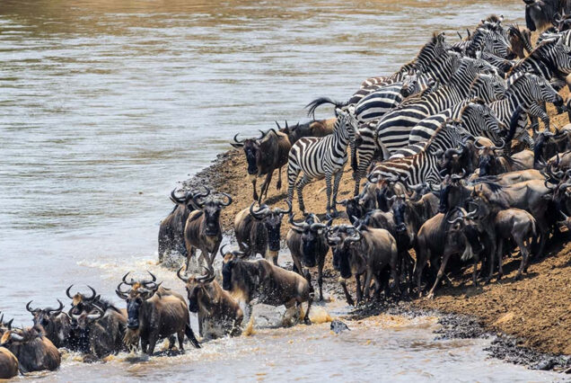 -Days-Fly-In-Safari-To-Tarangire-Lake-Manyara-Serengeti-and-Ngorongoro-Crater-From-Zanzibar