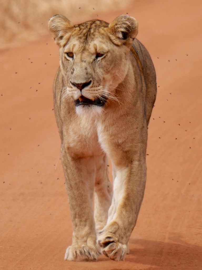 tarangire lion